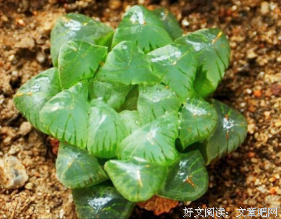 姬玉露好词好句