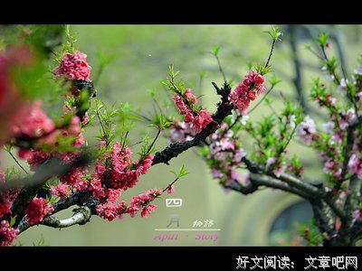 《四月物语》影评精选