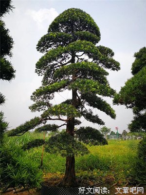 《十二罗汉》经典观后感1000字