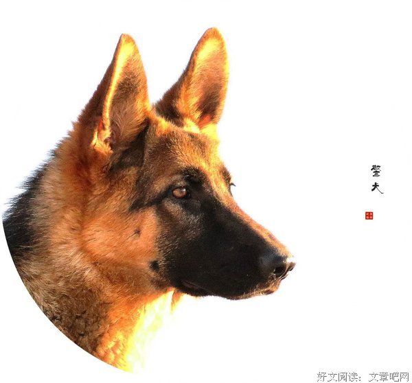 警犬汉克历险记·成长特辑读后感精选