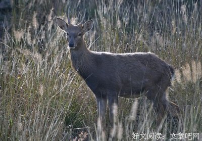 关于卢花的语句