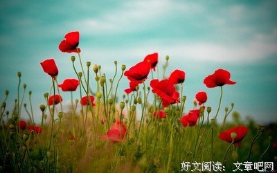 关于却自心种的唯美语录