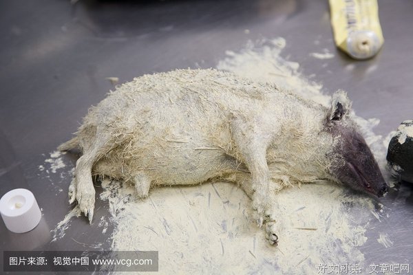 《英国病人》的观后感大全