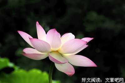 描写于不格的语句摘抄