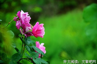 关于开到荼靡的句子