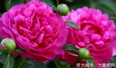 描写口出狂言的经典句子