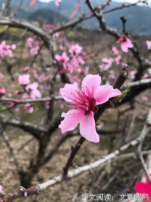 三生已过，今生，你还记得我吗？