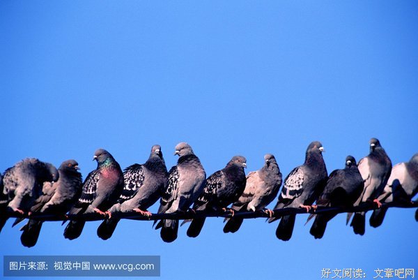 《鸽子隧道》读后感精选