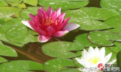 描写古今中外的经典句子