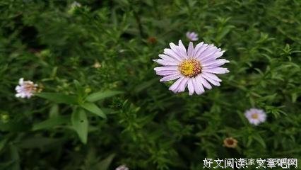 煮雨时光已染尘——说说好词好句