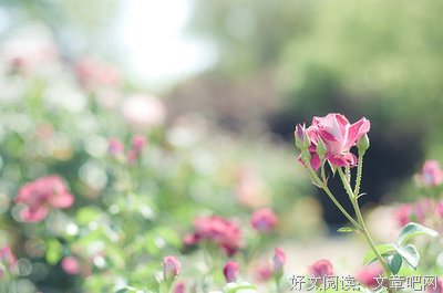 有关安妮宝贝的句子