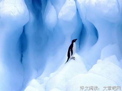 《南极之南》读后感精选