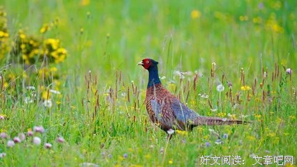 闲情，逸致。。。的句子