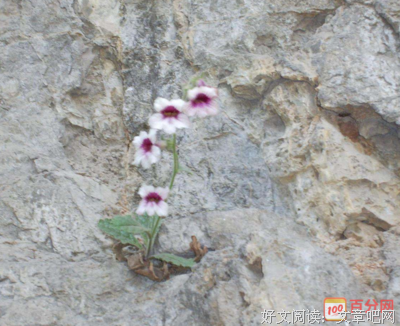 彼岸花开名句欣赏