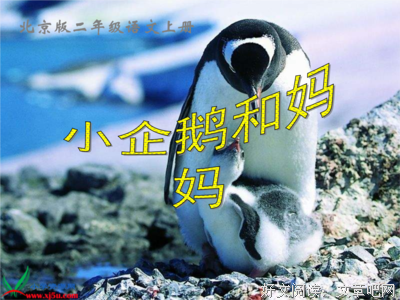 妞妞的句集的优美句子