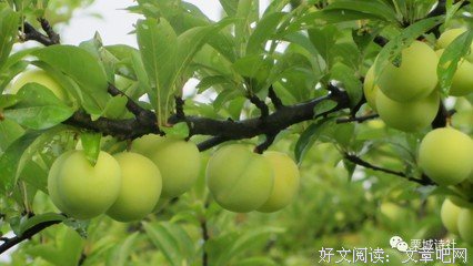 诗的醉意