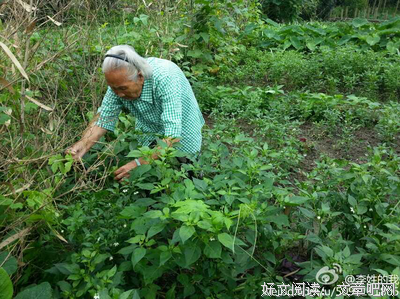 昼的句子
