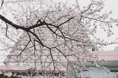 武汉樱花开了