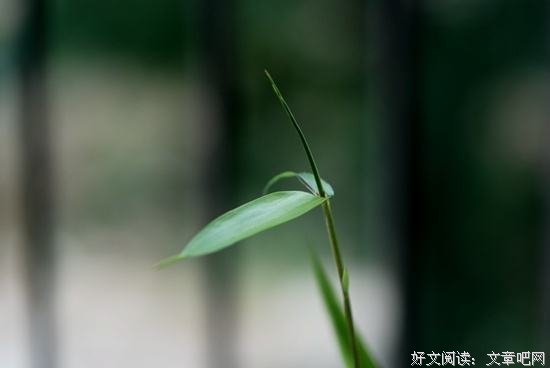 人间有味是清欢
