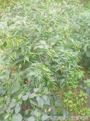 中玉的名言_关于中玉的名言