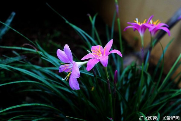 关于叶兰名言名句