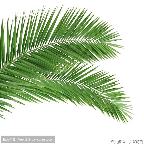 关于叶凋零的座右铭