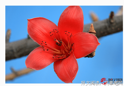 关于叶妈的语句