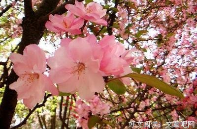 花草蒙拾的句子