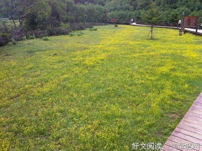 《你如北京美丽》读后感锦集