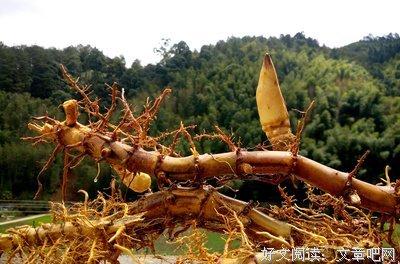 关于。过自有到生也格 城的句子