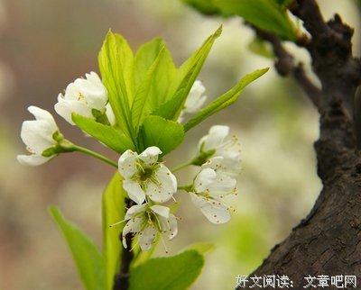 字韵偶拾优美的句子