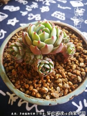 关于人生有味是清欢。的句子