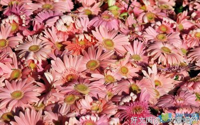 像花瓣落在心上的优美句子