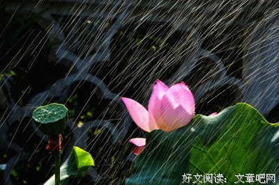 关于而了往处芳草的优美句子