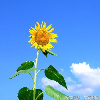 向晚的名言_关于向晚的名言