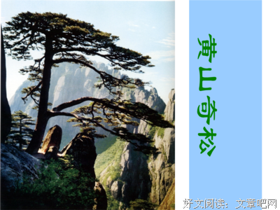 描写向松的经典句子