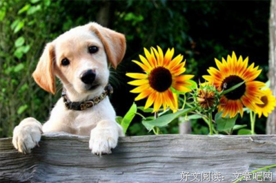 梦自看想来花落知多少句子大全