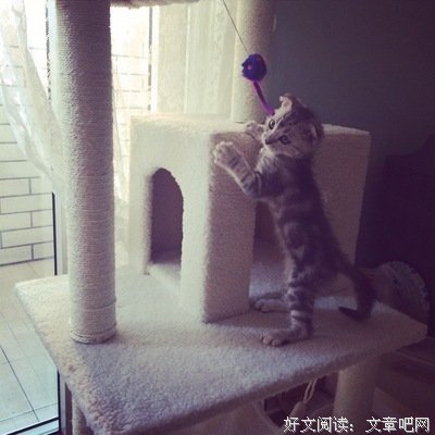 养猫
