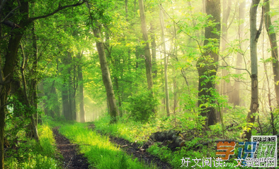 草地后年华的优美句子
