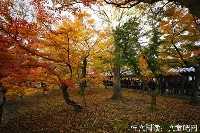 朝瑠璃、血の淺い記憶句子
