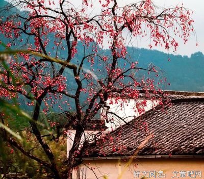 《我的身体里早已落叶纷飞》读后感摘抄