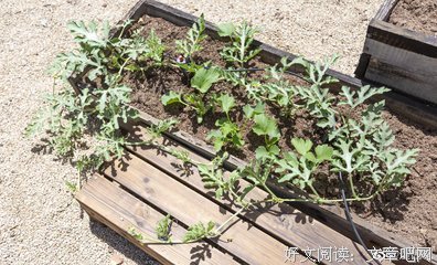 有关心能种是花园的句子