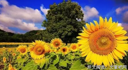 关于伤感的优美句子