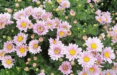 思么家邪经典的句子