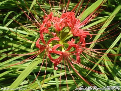 烟波彼岸句子