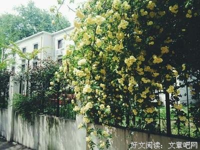 文艺青年们的句子