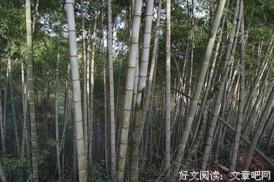 关于云中的句子