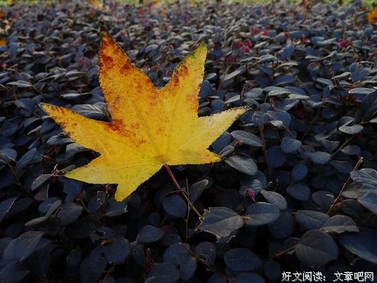 一枚落叶的美与丑