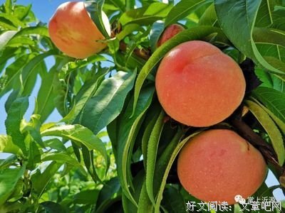 关于和宁的格言