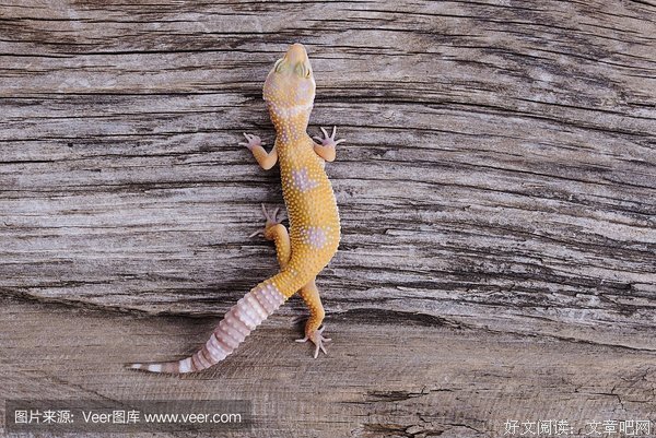 《壁虎壁虎快快跑》读后感精选